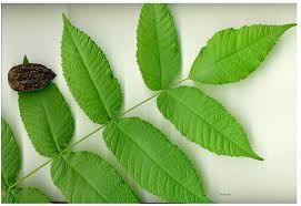 Attēlu rezultāti vaicājumam “Juglans cinerea leaf”