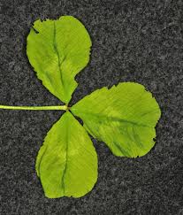Attēlu rezultāti vaicājumam “Trifolium repens leaf”