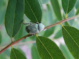 Attēlu rezultāti vaicājumam “Hoplia parvula”