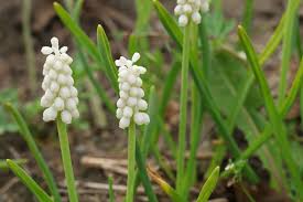 Attēlu rezultāti vaicājumam “Muscari botryoides leaf”