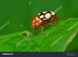 Attēlu rezultāti vaicājumam “Mordella sp.”