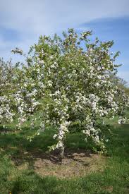 Attēlu rezultāti vaicājumam “Malus x zumi”