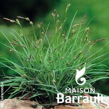 Attēlu rezultāti vaicājumam “Carex panicea”