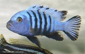 Risultati immagini per cynotilapia pulpican