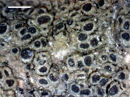 Attēlu rezultāti vaicājumam “Scoliciosporum chlorococcum”