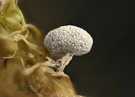 Attēlu rezultāti vaicājumam “Physarum leucopus stalked”