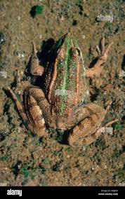Attēlu rezultāti vaicājumam “Pelophylax adult”