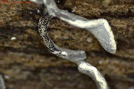 Attēlu rezultāti vaicājumam “Physarum viride spores”