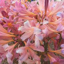 Image result for beladona