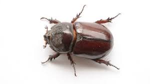 Attēlu rezultāti vaicājumam “Aphodius sp. imago”