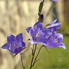 Attēlu rezultāti vaicājumam “Campanula persicifolia”