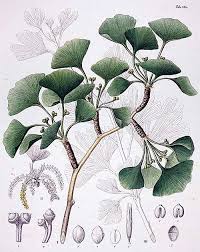 Attēlu rezultāti vaicājumam “Ginkgo biloba”