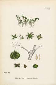 Attēlu rezultāti vaicājumam “Elatine hydropiper”