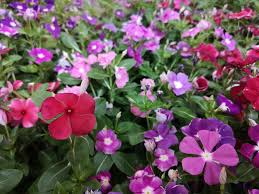 Attēlu rezultāti vaicājumam “Vinca minor”