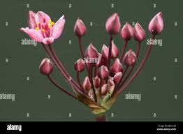 Attēlu rezultāti vaicājumam “Butomus umbellatus”