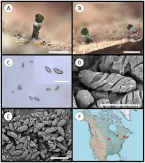 Attēlu rezultāti vaicājumam “Microcalicium disseminatum”