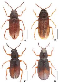 Attēlu rezultāti vaicājumam “Dasytidae”