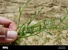 Attēlu rezultāti vaicājumam “Corispermum hyssopifolium fruit”