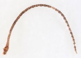 Attēlu rezultāti vaicājumam “Hypenodes humidalis”