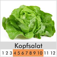 Image result for Kopfsalat