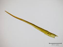 Attēlu rezultāti vaicājumam “Ditrichum flexicaule”