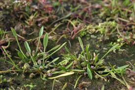 Attēlu rezultāti vaicājumam “Limosella aquatica leaf”