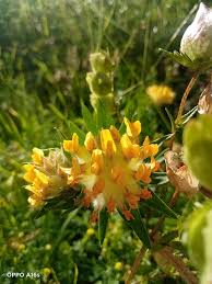 Attēlu rezultāti vaicājumam “Vicia sylvatica flower”