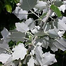 Attēlu rezultāti vaicājumam “Populus alba Nivea”