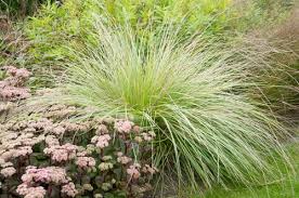 Attēlu rezultāti vaicājumam “Festuca altissima leaf”