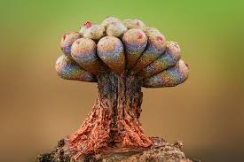 Attēlu rezultāti vaicājumam “Metatrichia vesparia”