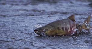 Image result for Oncorhynchus keta
