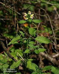 Attēlu rezultāti vaicājumam “Galeopsis speciosa”
