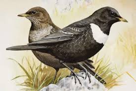 Image result for Turdus torquatus