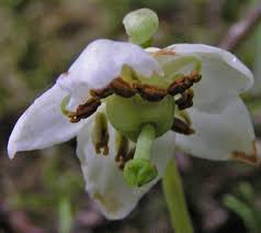 Attēlu rezultāti vaicājumam “Moneses uniflora bud”
