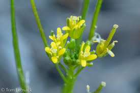 Attēlu rezultāti vaicājumam “Sisymbrium volgense flower”