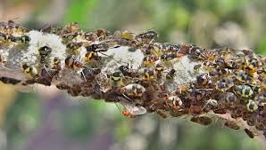 Attēlu rezultāti vaicājumam “Chaitophorus populeti”