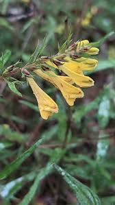 Attēlu rezultāti vaicājumam “Melampyrum sylvaticum leaf”