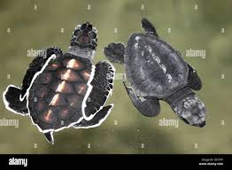 Image result for Lepidochelys olivacea