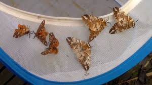 Attēlu rezultāti vaicājumam “Endromis versicolora”