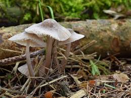 Attēlu rezultāti vaicājumam “Mycena abramsii”
