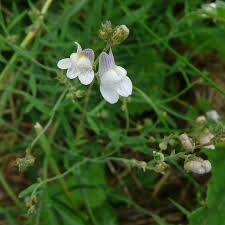 Attēlu rezultāti vaicājumam “Linaria loeselii leaf”