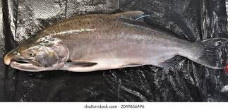 Image result for Oncorhynchus kisutch