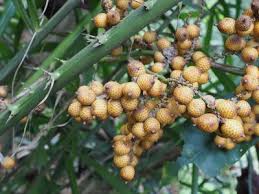Image result for Calamus nodosus