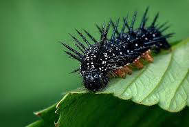 Attēlu rezultāti vaicājumam “Inachis io”