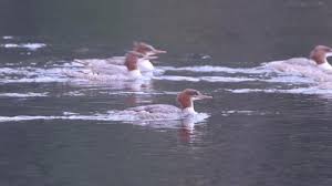 Attēlu rezultāti vaicājumam “Mergus merganser juvenile”