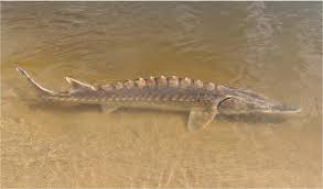 Image result for Acipenser desotoi