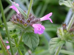 Attēlu rezultāti vaicājumam “Clinopodium vulgare”