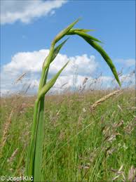 Attēlu rezultāti vaicājumam “Gladiolus imbricatus fruit”