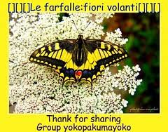 Attēlu rezultāti vaicājumam “Chloroclystis v-ata”