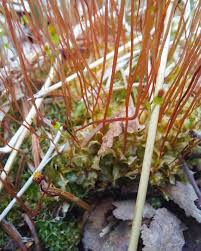 Attēlu rezultāti vaicājumam “Pylaisia polyantha sporophyte”